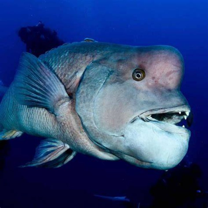 Discovering the Asian Sheepshead Wrasse: A Comprehensive Guide