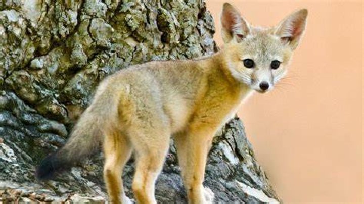 Exploring the Enigmatic Fox Ness: A Comprehensive Guide